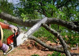 How Our Tree Care Process Works  in New Vienna, OH